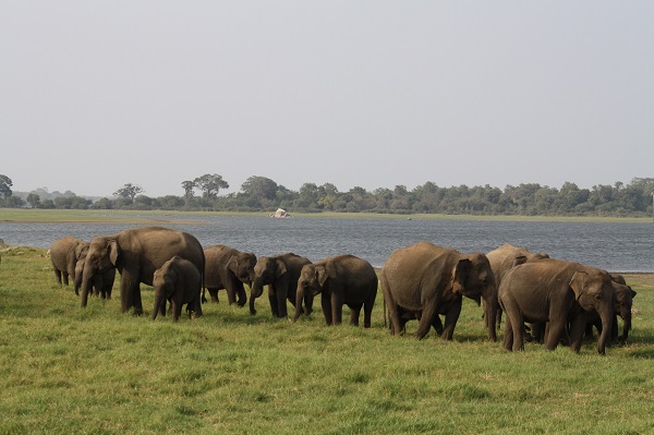 Sri Lanka Safari Minneriya National Park