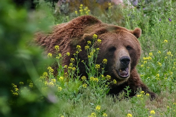 Grizzly-Bear-Banff-Canadian-Rockies